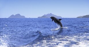 Springender Delfin vor Fiji