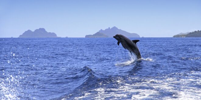 Springender Delfin vor Fiji