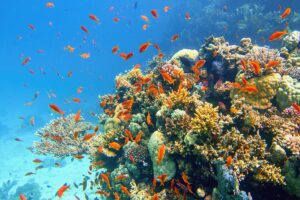 Korallenriff in Fiji