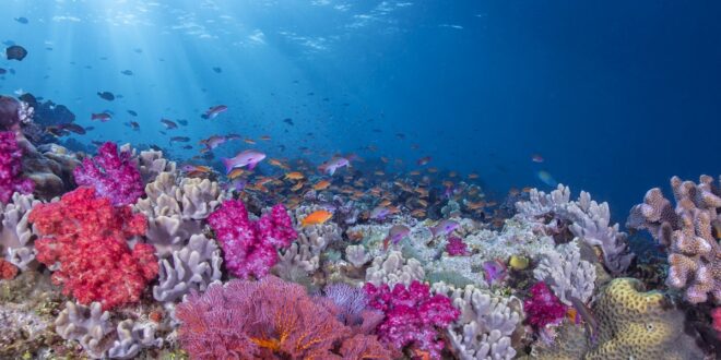 Bunte Korallenriffe in Fiji